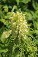 Imagem de Pedicularis foliosa L.