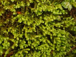 Image of Bazzania flaccida (Dumort.) Grolle
