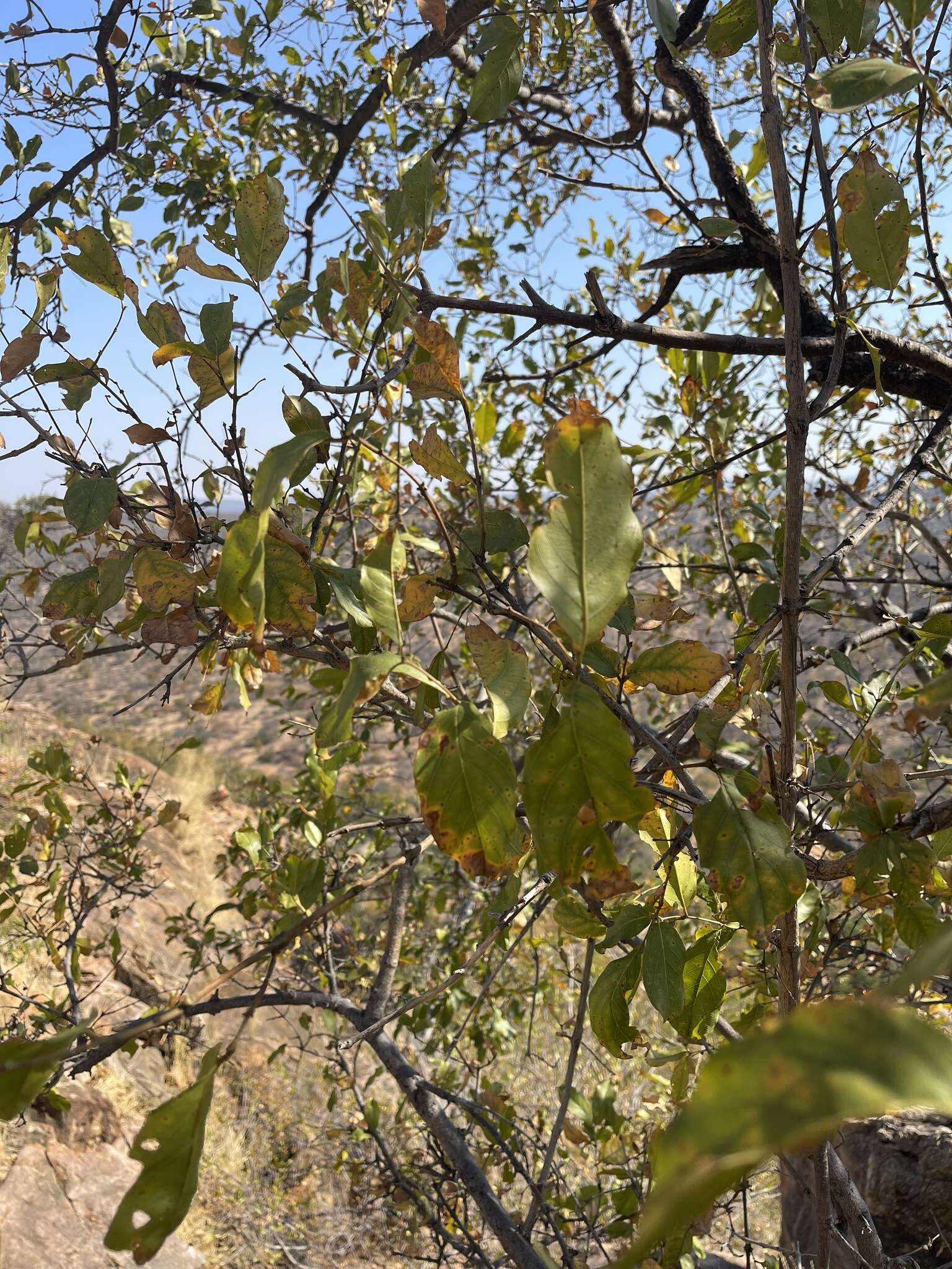 Image of Red bushwillow