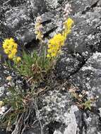 Image of Mt. Albert goldenrod