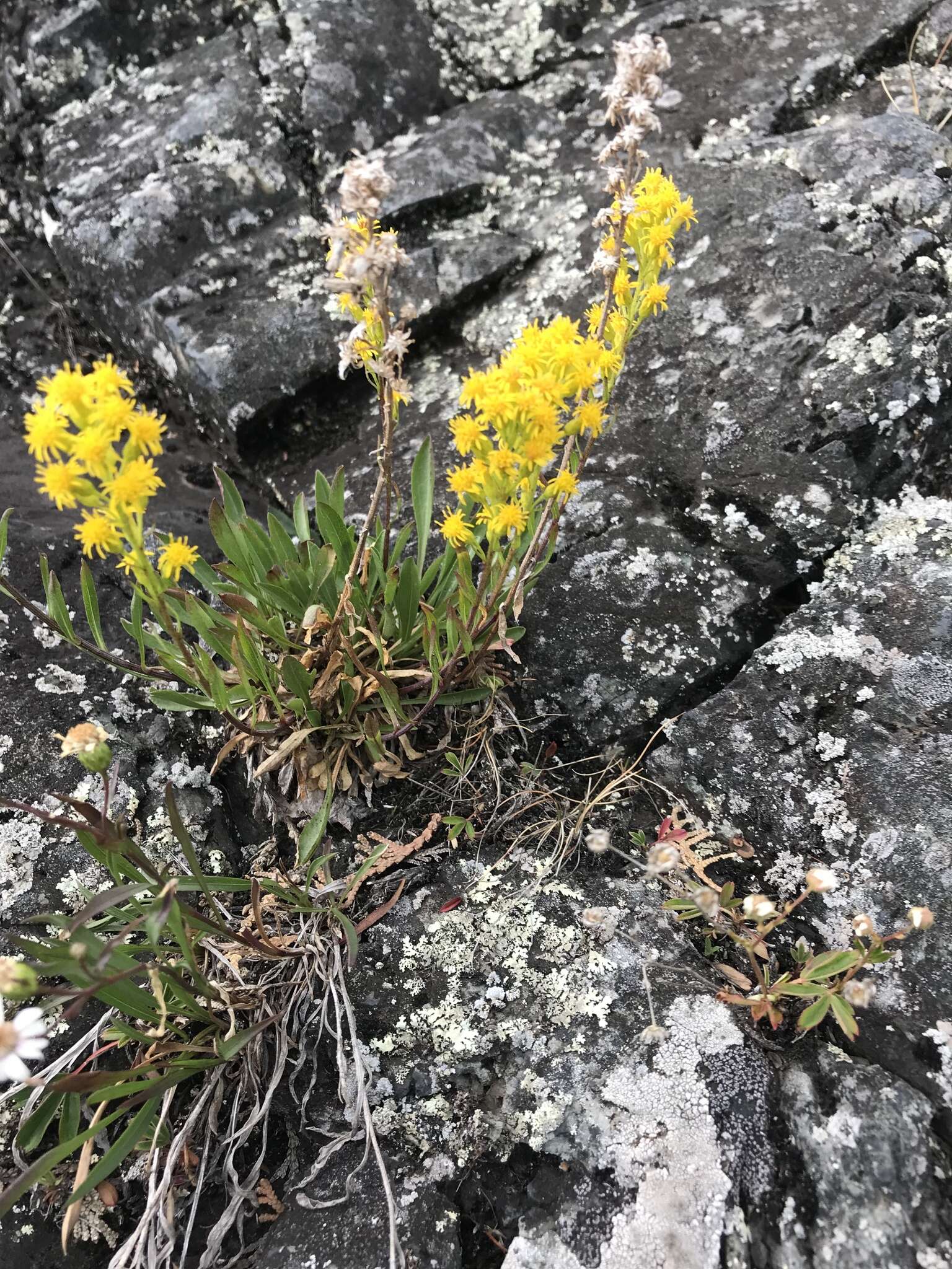 Image of Mt. Albert goldenrod