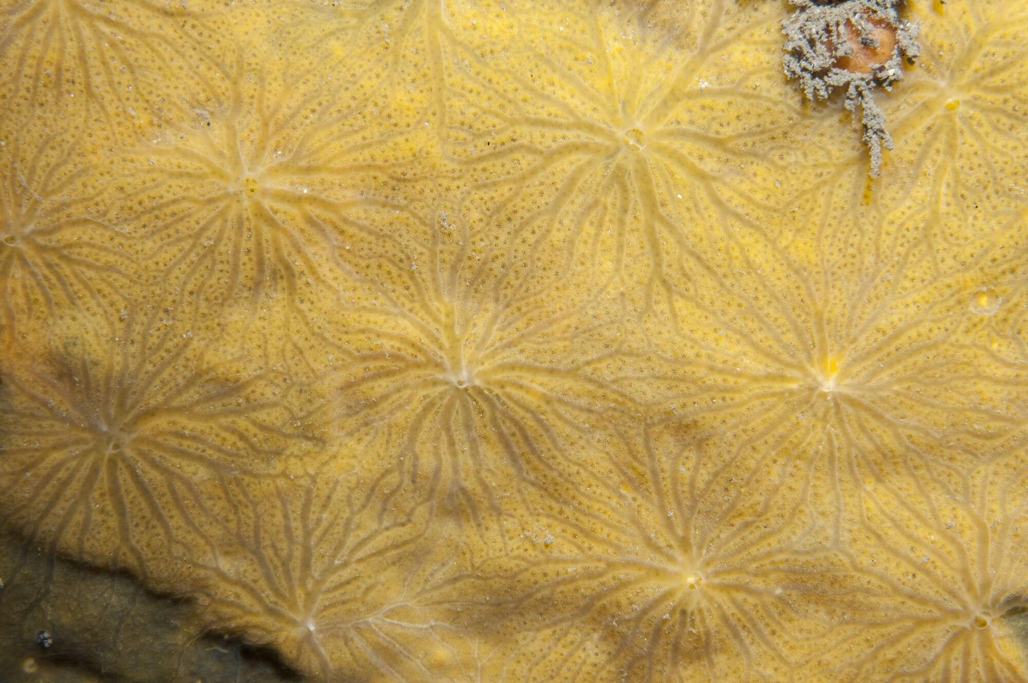 Image of Hymedesmia (Hymedesmia) stellifera Goodwin & Picton 2009