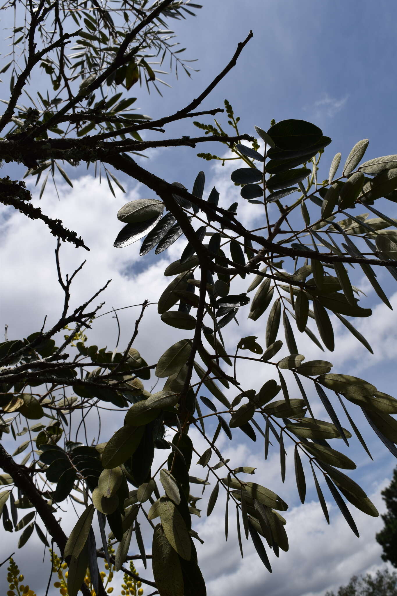 Image de Senna pistaciifolia (Kunth) H. S. Irwin & Barneby