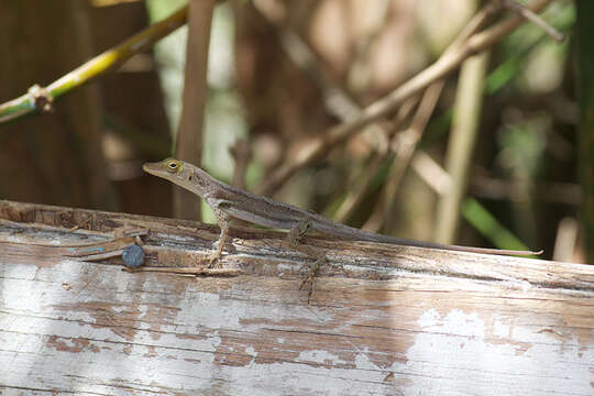 Anolis luciae Garman 1887的圖片