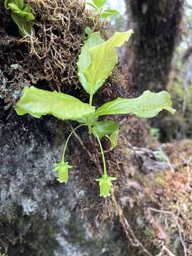 Plancia ëd Vaccinium calycinum Sm.