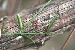 Image of Crossopetalum uragoga (Jacq.) O. Kuntze