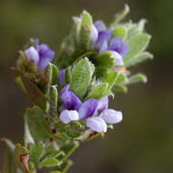 Image of Otholobium obliquum (E. Mey.) C. H. Stirt.