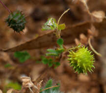 Imagem de Medicago constricta Durieu