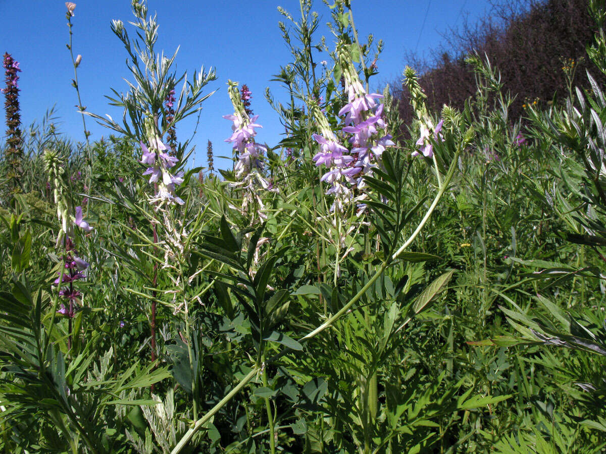 Image of Goat's rue