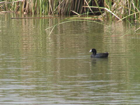 Image of Fulica Linnaeus 1758