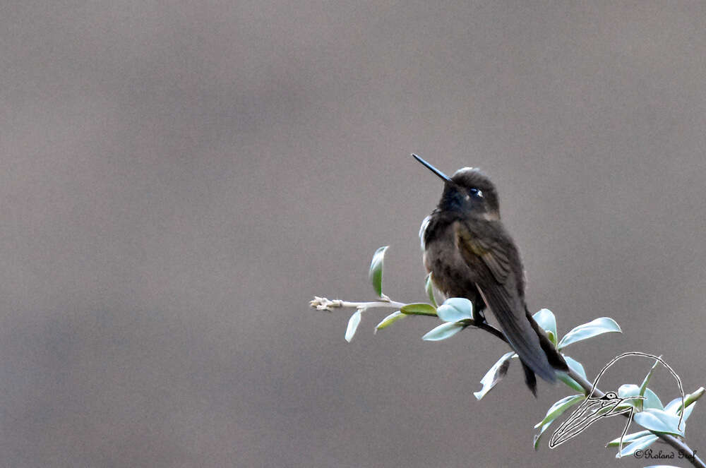 Image of White-tufted Sunbeam