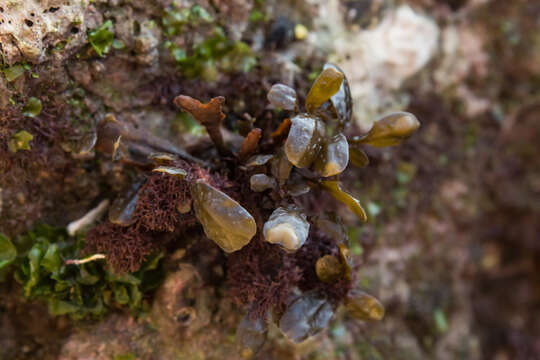 Image de Fucus virsoides