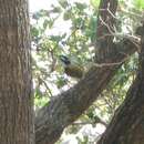 Image of Blue-faced Honeyeater (White-quilled)