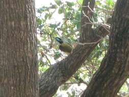 Image of Blue-faced Honeyeater (White-quilled)