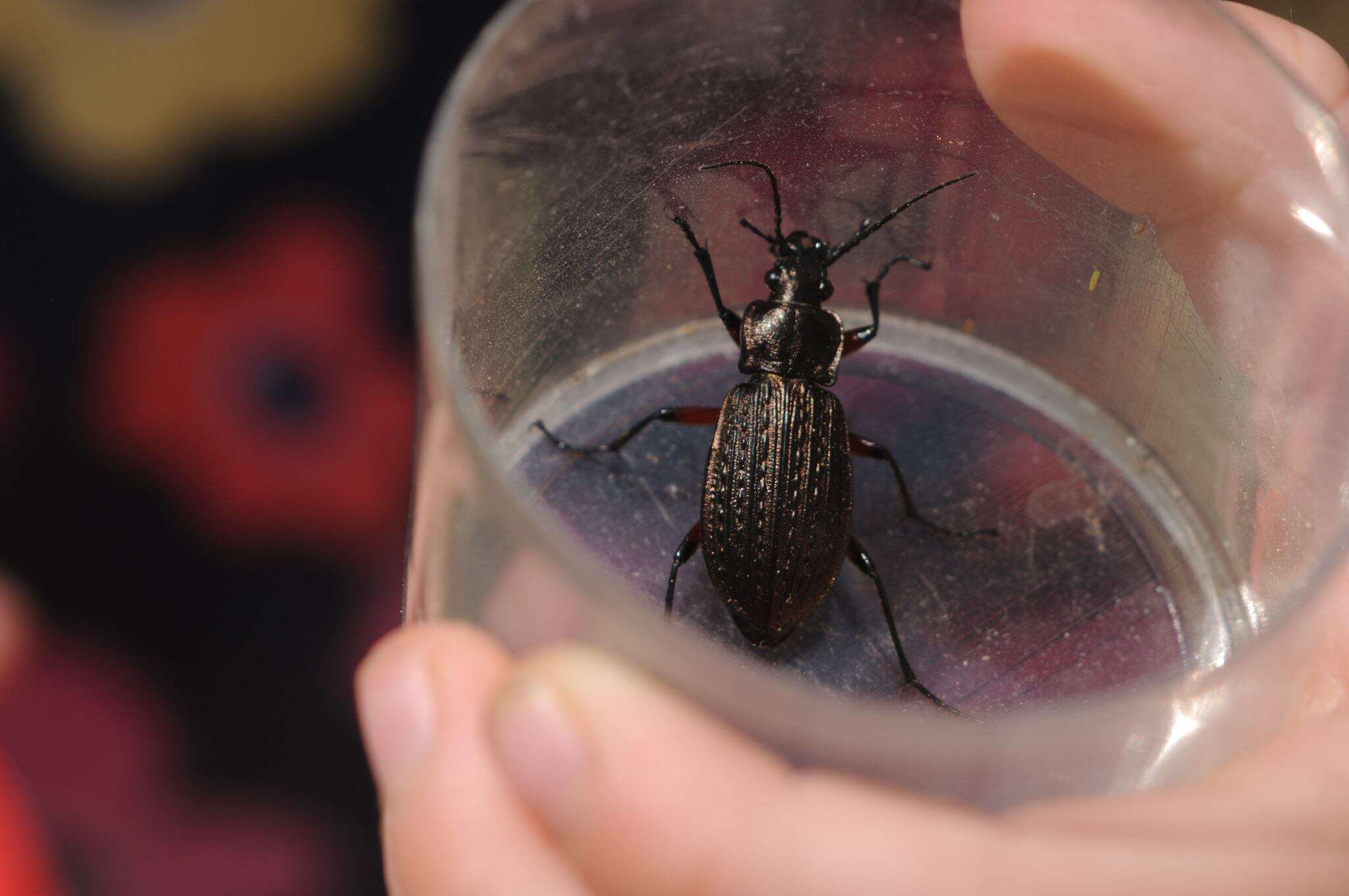 Image of Granulated Carabid