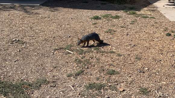 Image of California Channel Island Fox