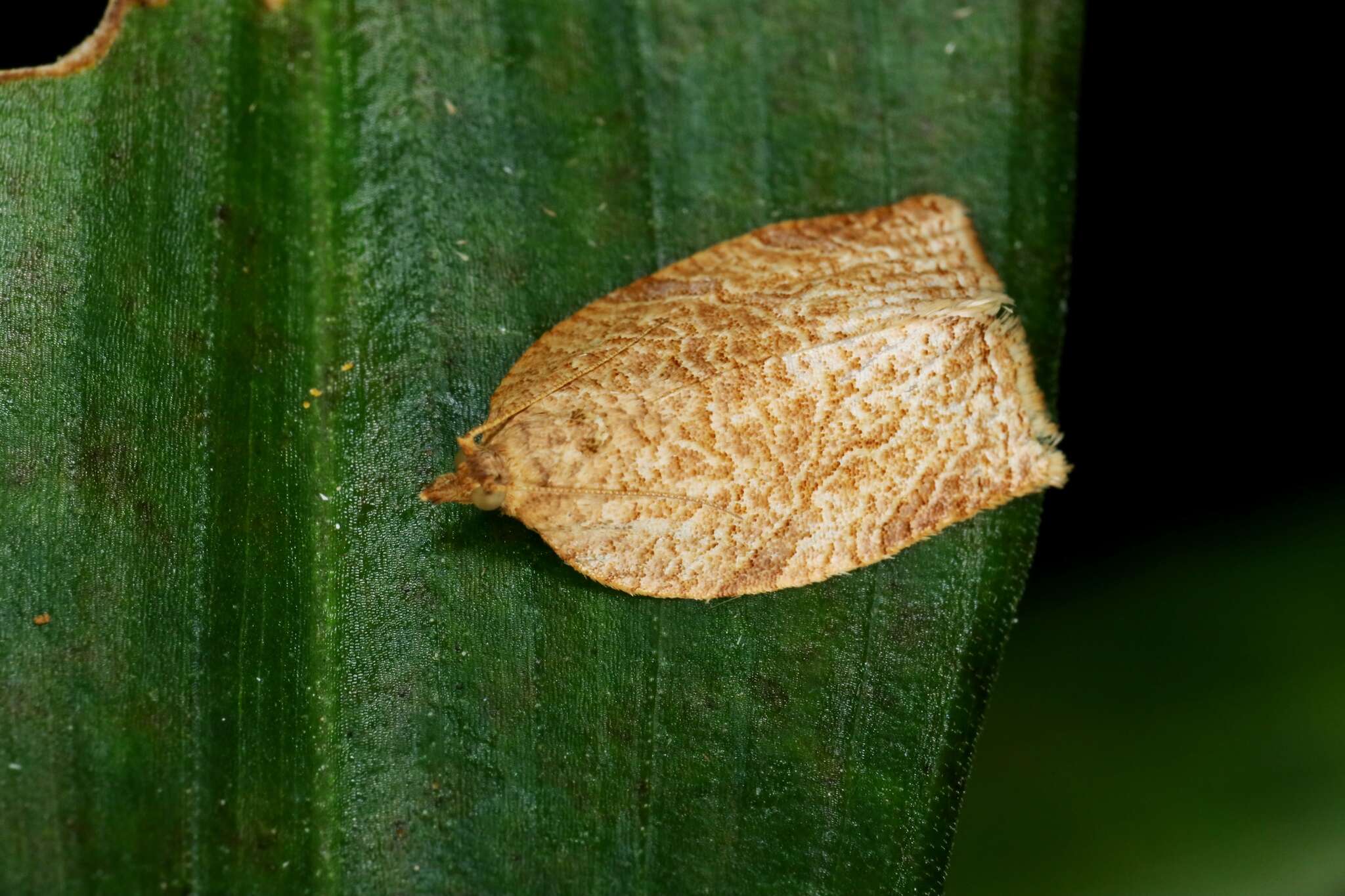 Image of Appleleaf-curling moth