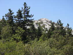 Image of Pinus nigra subsp. dalmatica (Vis.) Franco