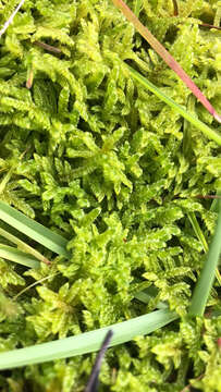 Image of Cypress-leaved plaitmoss