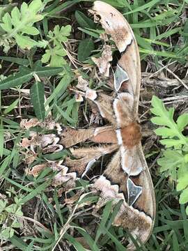 Image of Orizaba Silkmoth