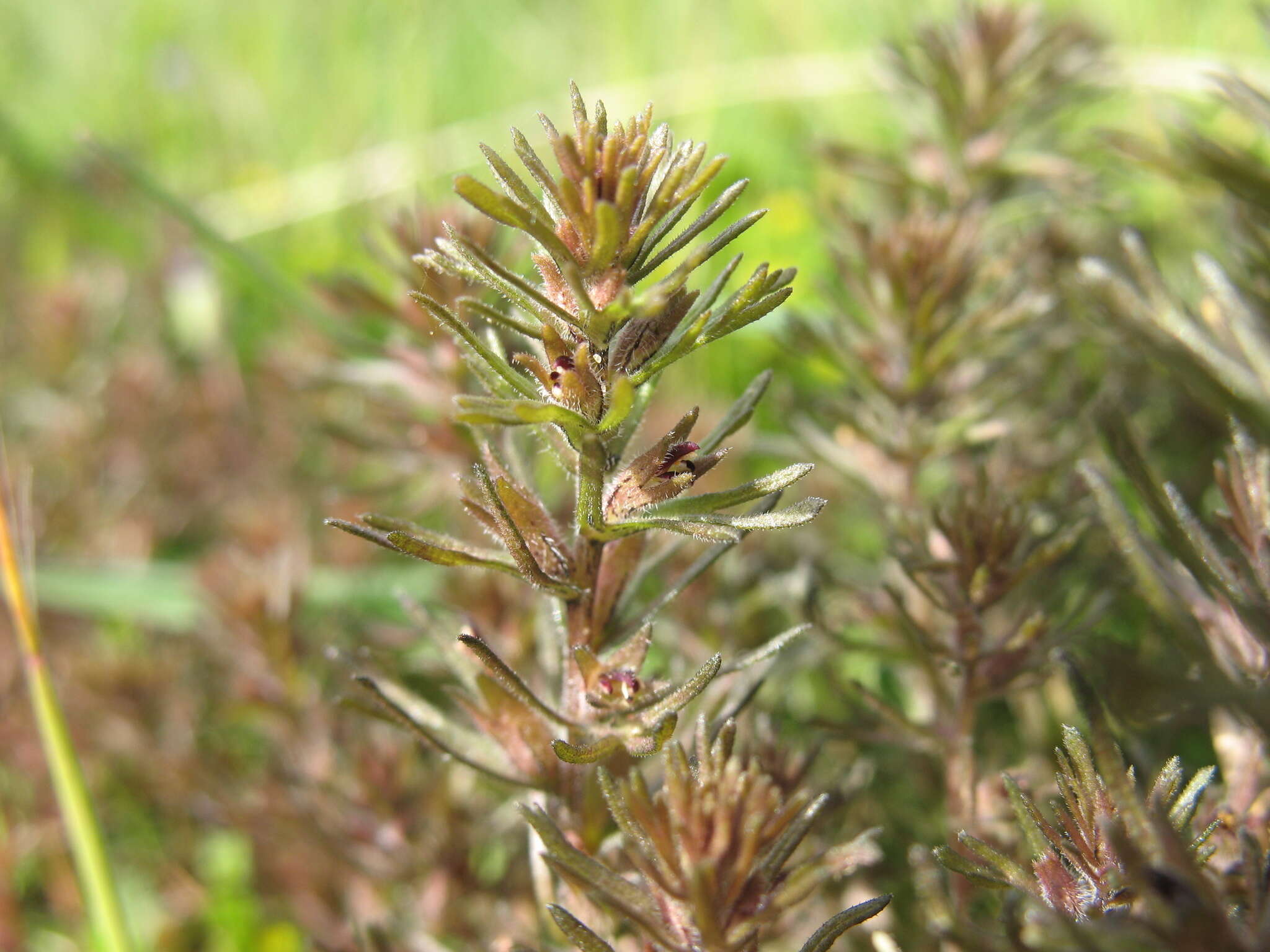 Image of dwarf owl's clover