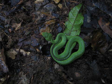 Image of Green Bush Viper