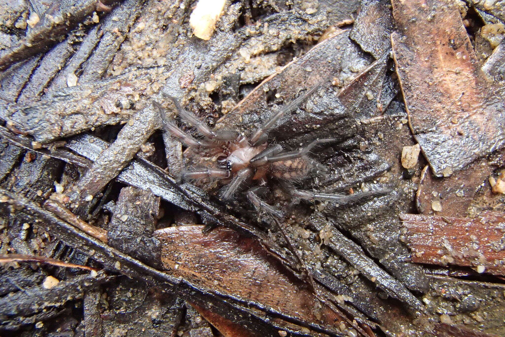 Image of Paraembolides variabilis (Raven 1978)