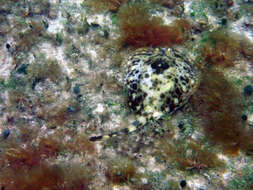 Image of Yellow Stingray