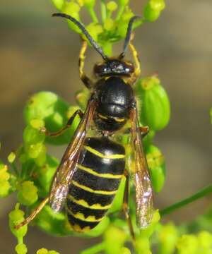 Image of median wasp