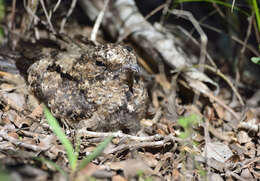 Image of Hispaniolan Nightjar