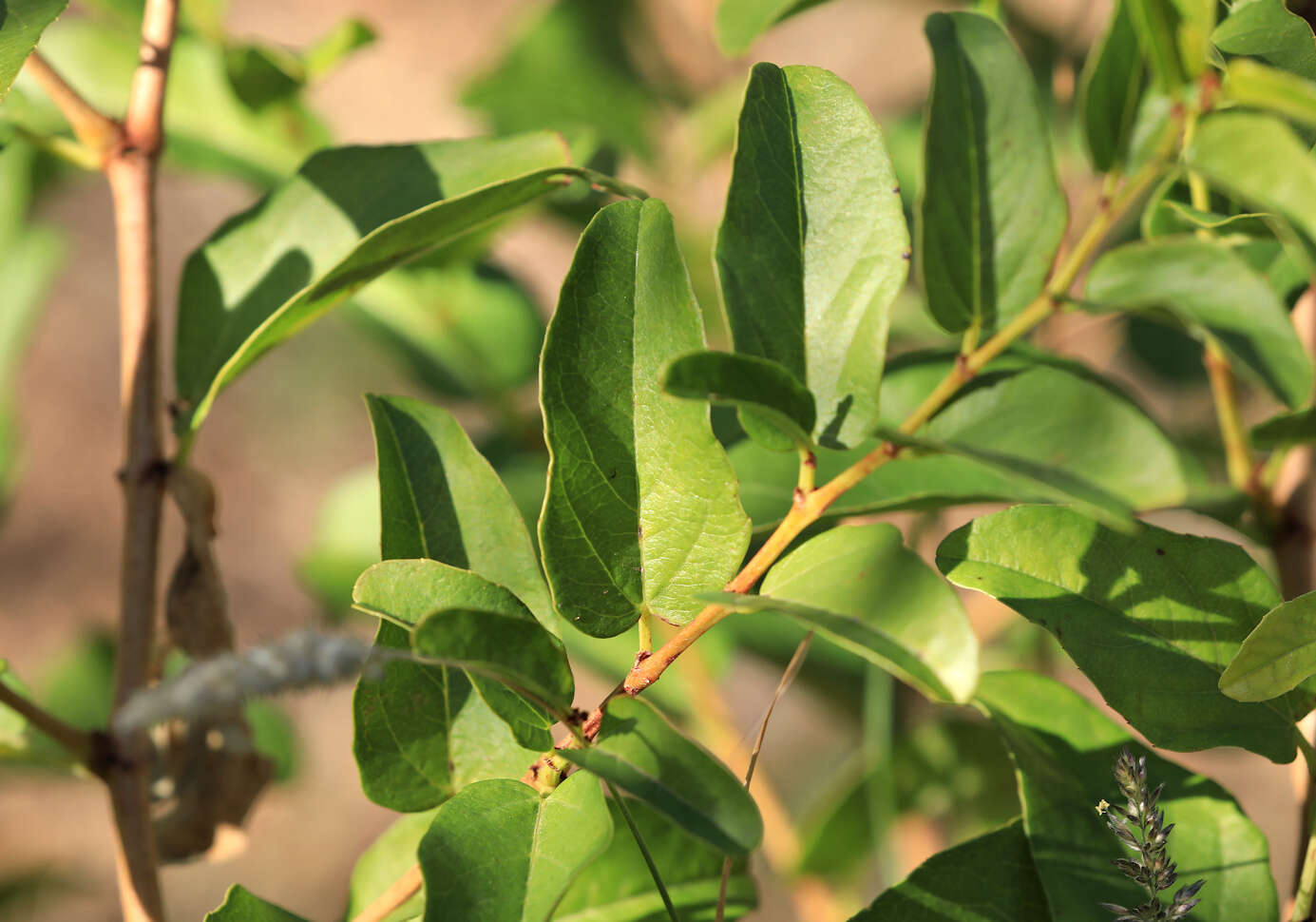 Imagem de Cissus cornifolia (Bak.) Planch.