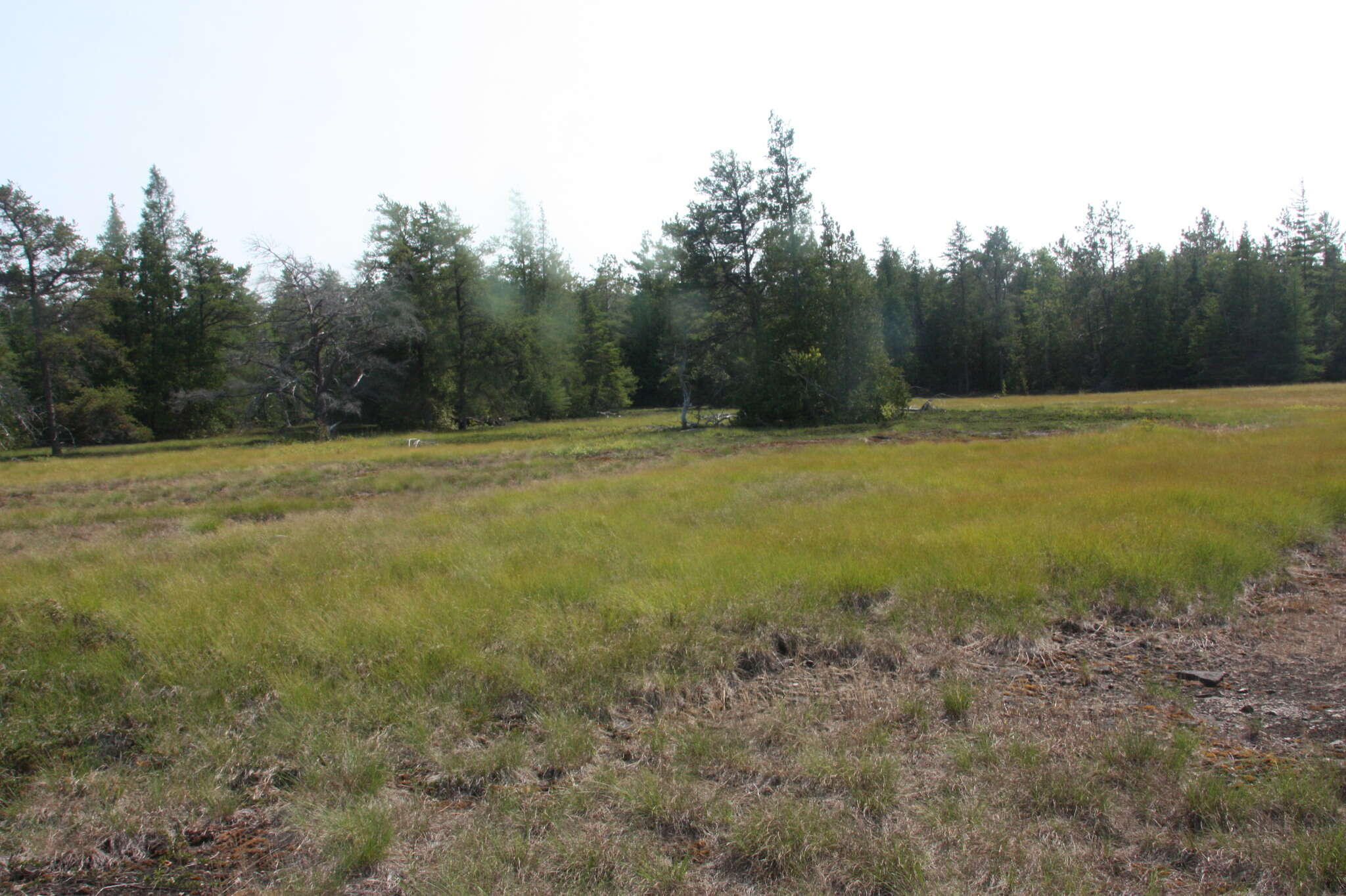 Image of prairie dropseed