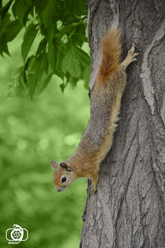 Image of Sciurus subgen. Tenes Thomas 1909