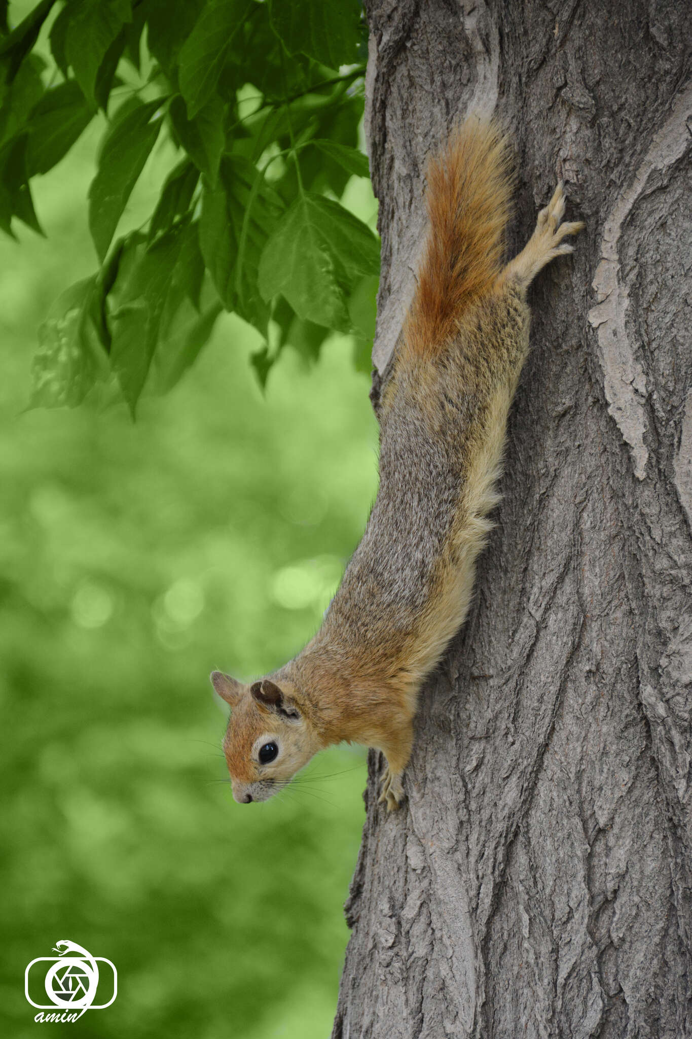 Image of Sciurus subgen. Tenes Thomas 1909