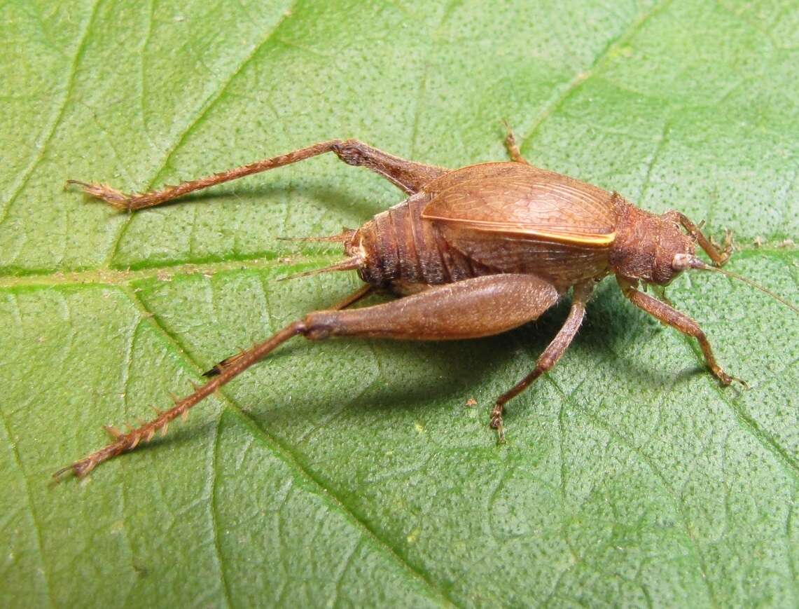 Image of Restless Bush Cricket