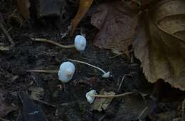 Image of Cystolepiota seminuda (Lasch) Bon 1976