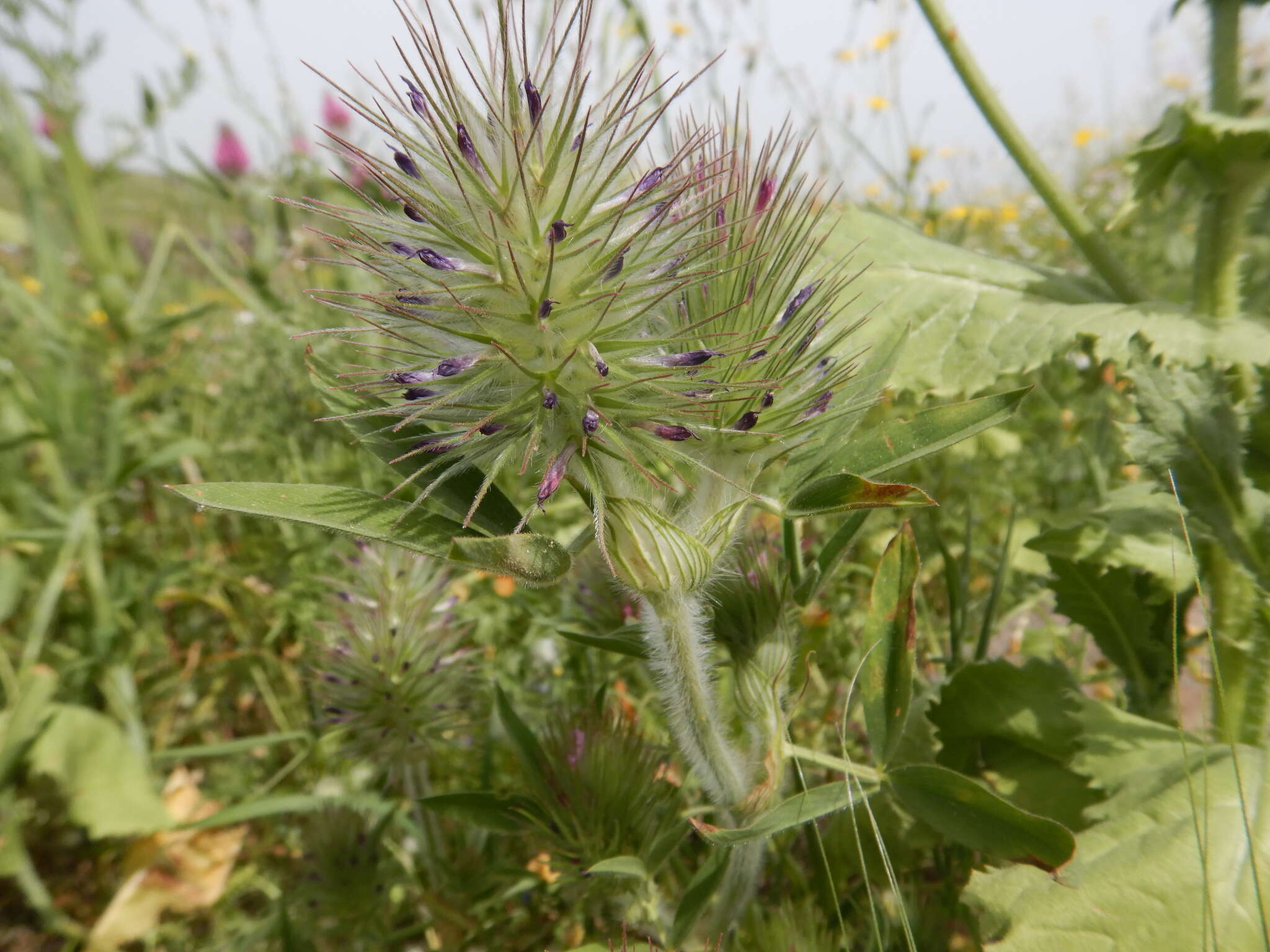 Imagem de Trifolium dasyurum C. Presl