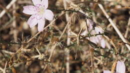 Sivun Stephanomeria exigua subsp. exigua kuva