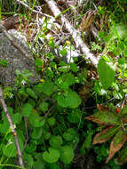 Image of Saxifraga rotundifolia subsp. rotundifolia