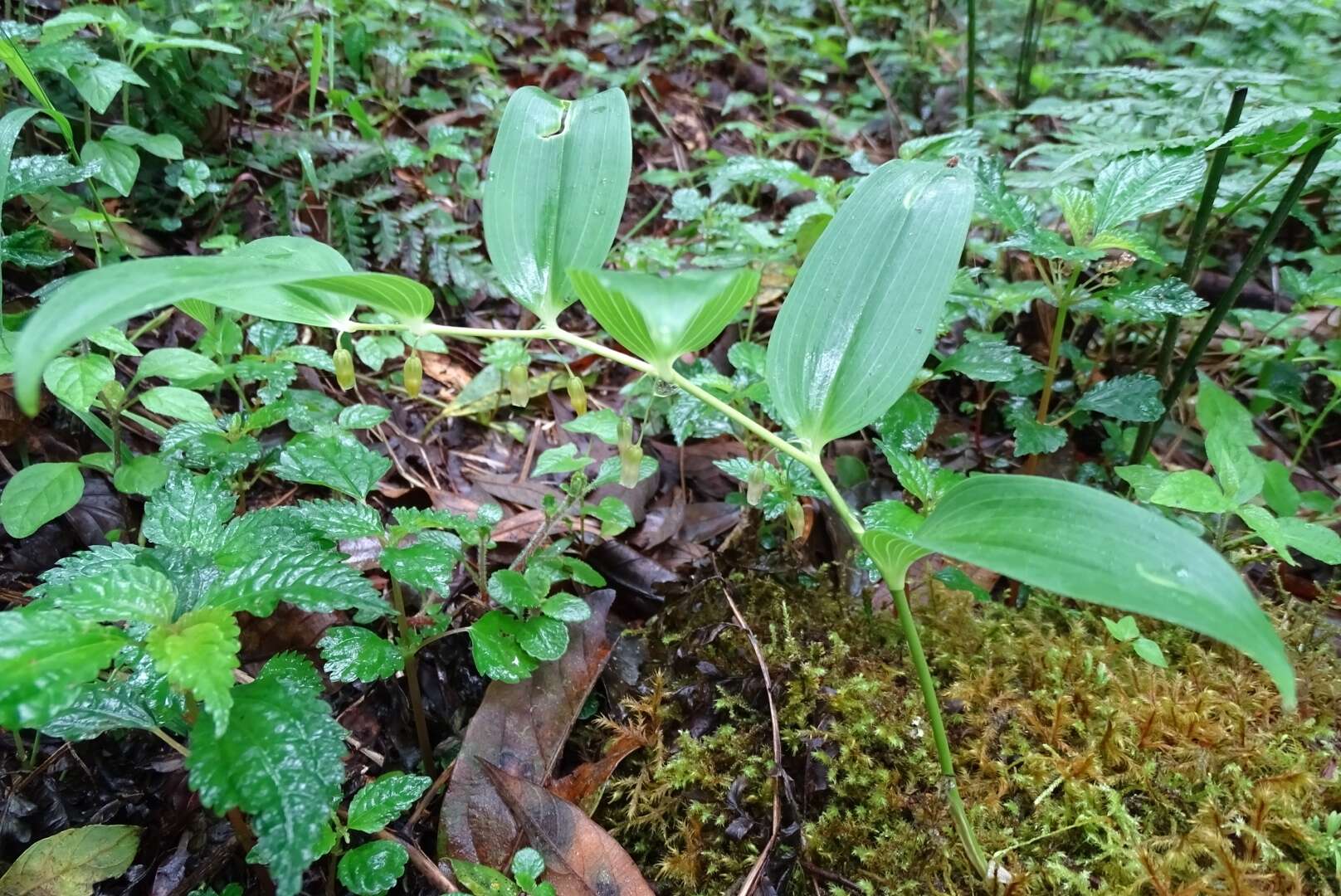 Sivun Heteropolygonatum alte-lobatum (Hayata) Y. H. Tseng, H. Y. Tzeng & C. T. Chao kuva