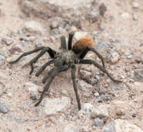 Image de Aphonopelma peloncillo Hamilton, Hendrixson & Bond 2016