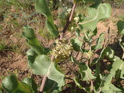 Imagem de Asclepias arenaria Torr.