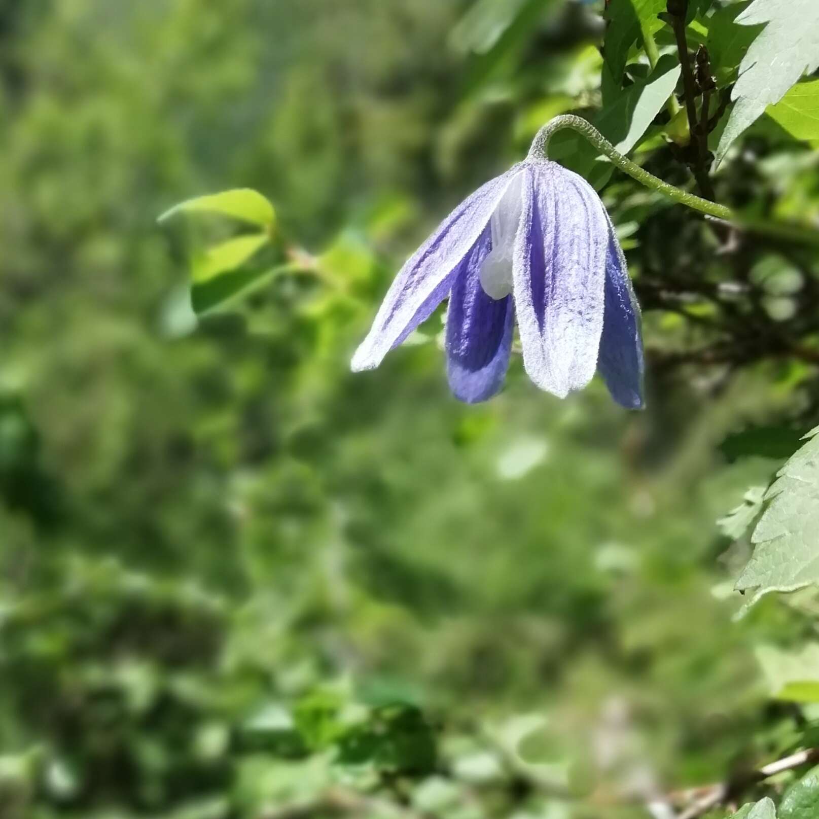 Слика од Clematis alpina (L.) Miller