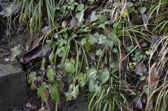 Image of Epimedium pinnatum subsp. colchicum (Boiss.) N. Busch