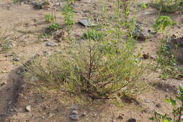 Image of Hyssop-Leaf Bugseed