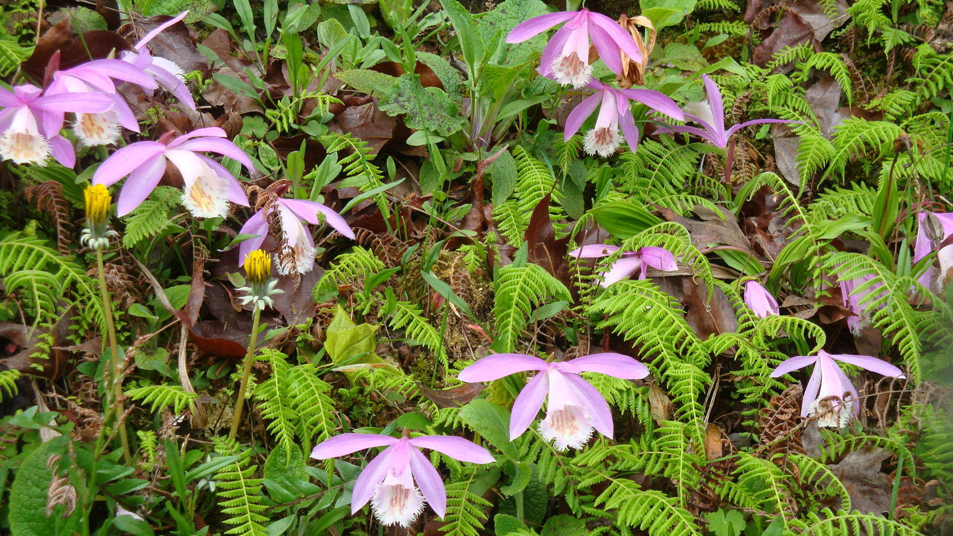 Pleione formosana Hayata resmi