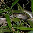 Image of Smooth-scaled Mountain Rat Snake