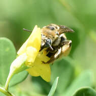 Image of Melissodes communis communis Cresson 1879