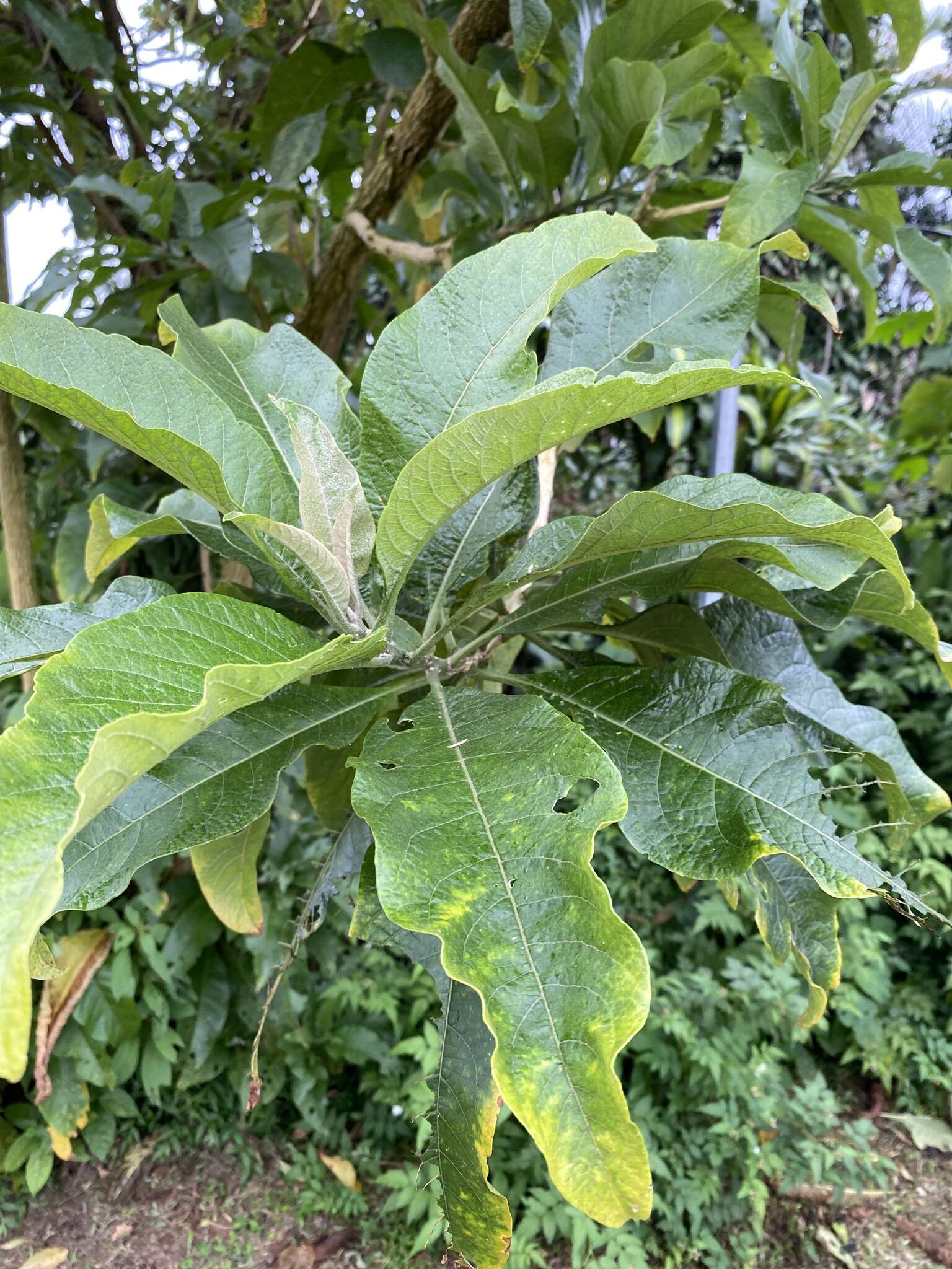 Sivun Acnistus arborescens (L.) Schltdl. kuva