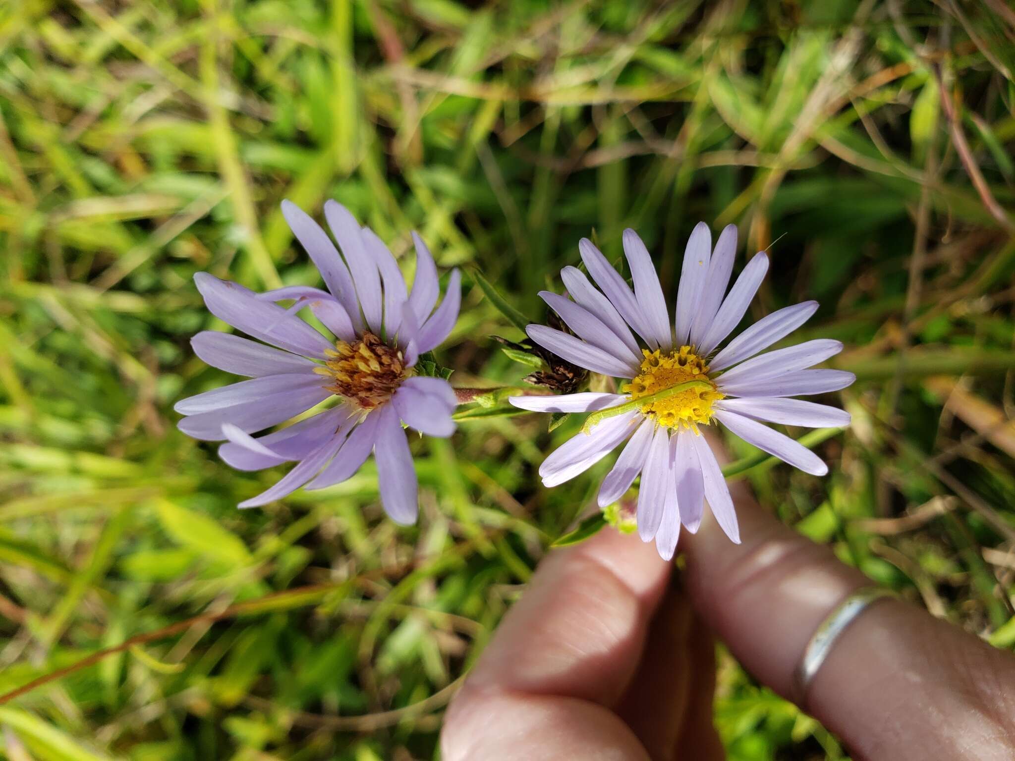 صورة Eurybia surculosa (Michx.) G. L. Nesom